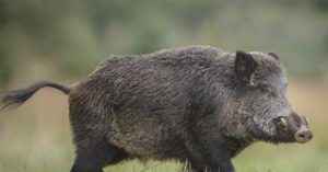 cinghiali lungo l'autostrada