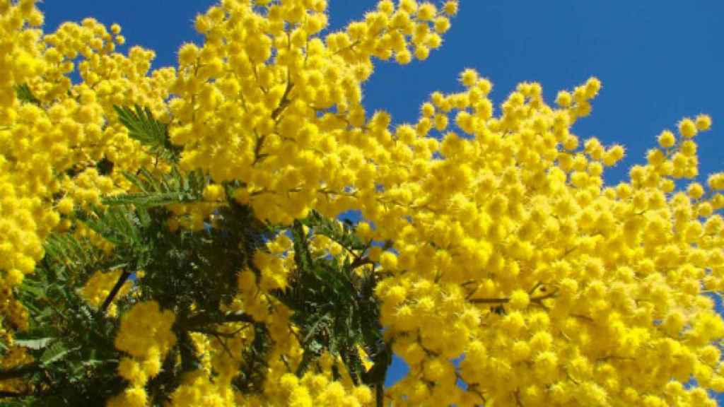 Festa della donna 2019
