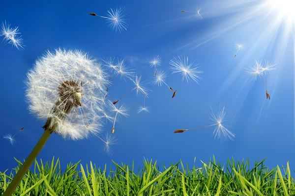 allergia Allergie in aumento i casi a Piacenza