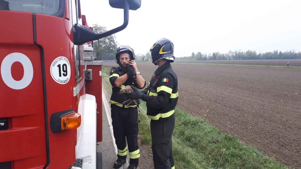 Vigili del Fuoco salvano un volatile Vigili del Fuoco salvano un volatile