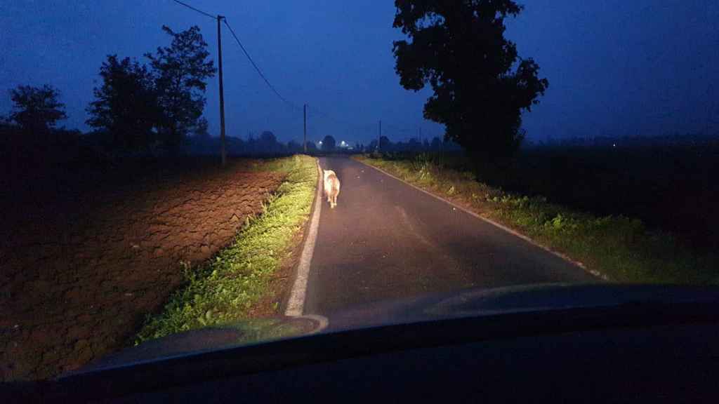 Lupo