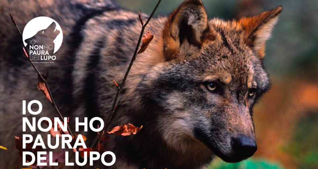 I lupi nel piacentino ci sono, ma vengono confusi con i cani cecoslovacchi