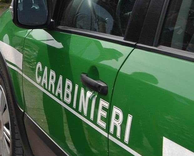 Carabinieri forestali Una lupa trovata morta lungo la Provinciale tra Agazzano e Gazzola
