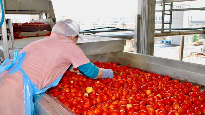Senza accordo addio alla pasta al pomodoro made in Italy, Gallizioli (Coldiretti Piacenza): "Esplodono le importazioni dal resto del mondo. Preoccupano la mancanza d’acqua e i costi di produzione" - AUDIO
