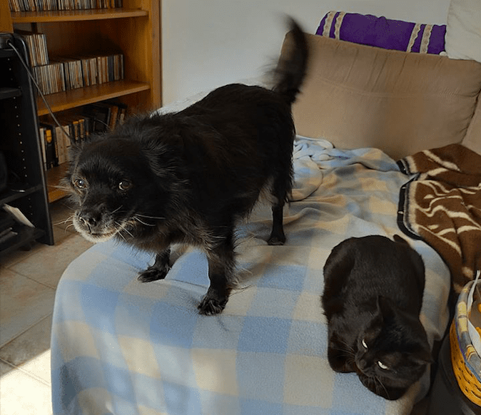 Federazione Ordine dei Veterinari: non esistono evidenze scientifiche su un ruolo attivo degli animali domestici nella diffusione del virus - AUDIO