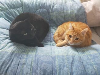 Giornata Nazionale del Gatto, una presenza fondamentale in tempo di Covid - AUDIO