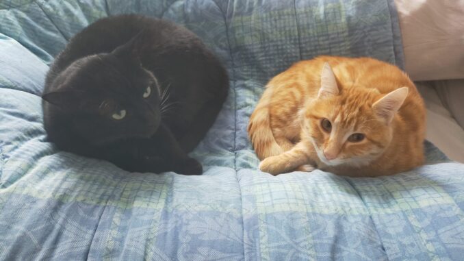 Gatti Giornata Nazionale del Gatto, una presenza fondamentale in tempo di Covid - AUDIO
