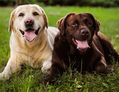 Castel San Giovanni, bando per favorire adozioni dal canile di Montebolzone. Il Sindaco Fontana: “Riconoscenza ai 4 zampe, molto importanti durante la pandemia per le persone sole” - AUDIO