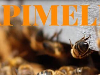 Apimell, Seminat e Buonvivere