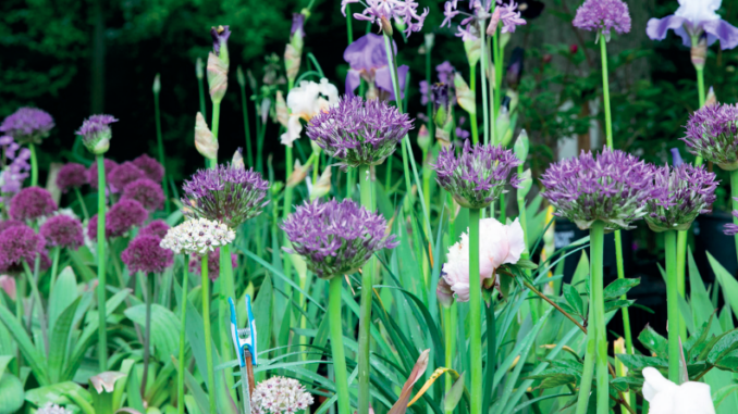 "Frutti del Castello Speciale Giardini" a Pontenure al Castello di Paderna, il 14 e 15 maggio