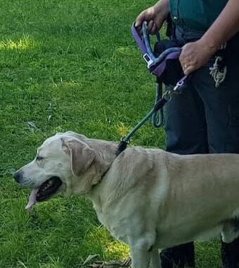 Microchip non registrato o non leggibile, Burgio: “A volte la verifica è difficoltosa, consiglio ai proprietari di fare ciclicamente un controllo dal veterinario” - AUDIO Microchip non registrato o non leggibile, Burgio: “A volte la verifica è difficoltosa, consiglio ai proprietari di fare ciclicamente un controllo dal veterinario” - AUDIO