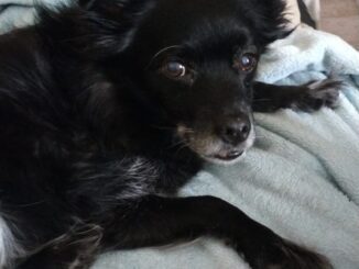 In Emilia-Romagna porte aperte a cani e gatti in visita, nelle strutture per anziani e persone con disabilità