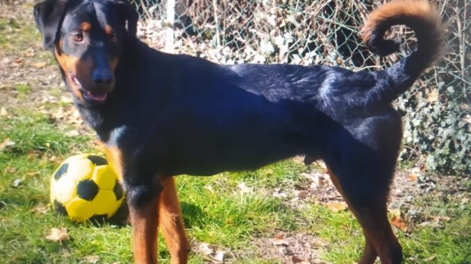 Terza Esposizione Amatoriale Canina a Sarmato