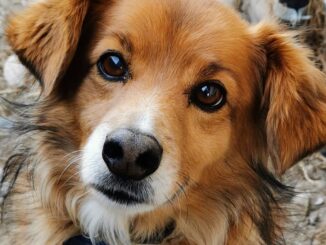 Beto cagnolino sbranato dai lupi