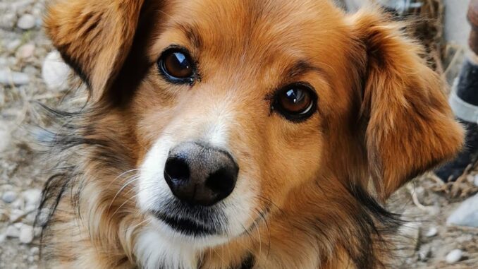 Beto cagnolino sbranato dai lupi