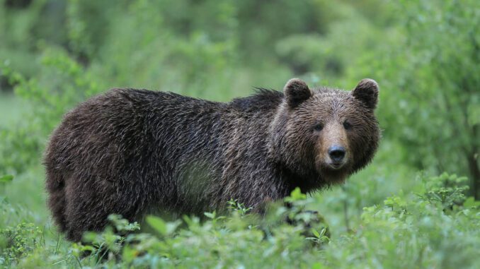 Orsi Legambiente Piacenza