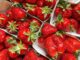 Dalla Terra alla Tavola - fragole