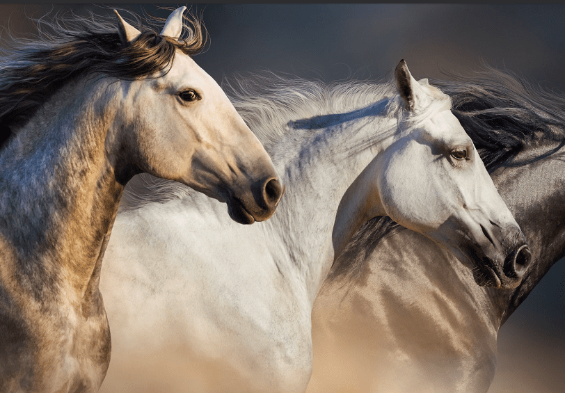 A Cremona torna il Salone del Cavallo Americano
