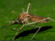 West Nile Virus Piacenza