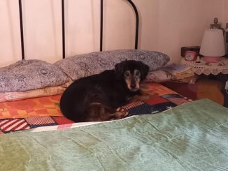 Smarrito cane Ponte dell'Olio