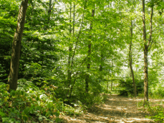 Forest Bathing Convegno Nazionale
