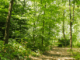 Forest Bathing Convegno Nazionale