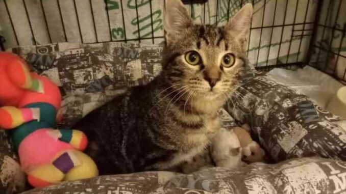 Ares gattino salvato