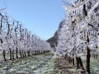 Freddo anche nel piacentino con temperature sotto lo zero, Corazzon di 3B Meteo: Situazione che proseguirà senza intensificarsi” - AUDIO