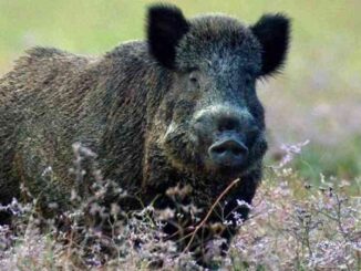 Peste-suina-africana-conferenza-stampa-delal-Lega-a-Piacenza