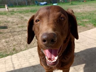 Jack-cerca-casa-e-una-famiglia-adeguata