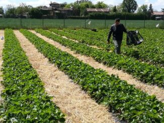 Lorto-dei-detenuti-apertura-straordinaria