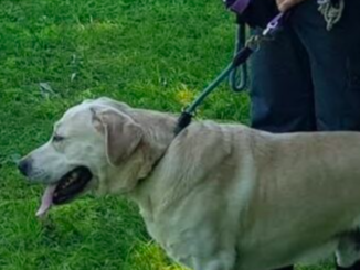 Legge Brambilla sui reati contro gli animali