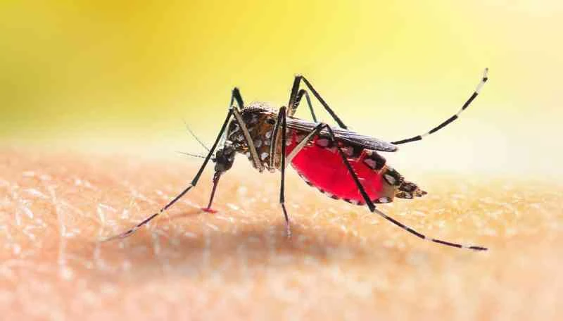 Possibile caso di virus Dengue, disinfestazione straordinaria nelle zone di Borgotrebbia e via Beverora