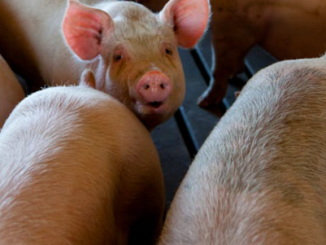 piacentino primo caso di peste suina riscontrato in un allevamento