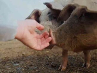 Cuori Liberi, proiezione del film a San Nicolò