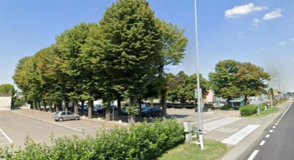 Controllo-stabilita-alberi-inizia-la-valutazione-visiva