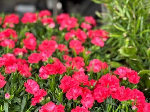Festa di San Giuseppe a Farini con i Mercanti di Qualità il 23 marzo
