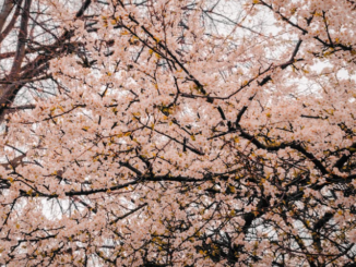 Eventi e appuntamenti a Piacenza fino al 27 aprile