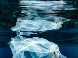 Effetti-della-plastica-nuovo-report-del-Wwf