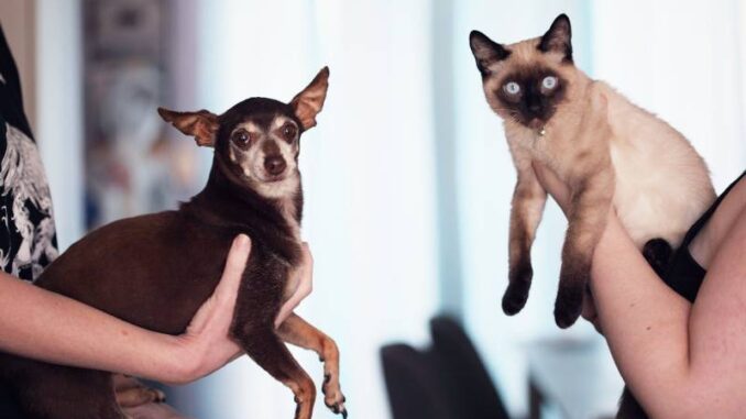 Animali-domestici-nuove-sensibilita-e-proposte-di-legge