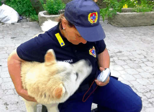 Cani lasciati al sole