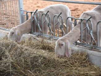 vaccinazione contro il virus della Blue Tongue