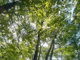 Green Wave Festival a Marsaglia il 30 Agosto 2025