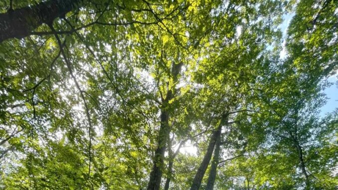 Green Wave Festival a Marsaglia il 30 Agosto 2025