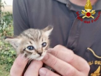 Rivergaro, Vigili del Fuoco salvano un gattino