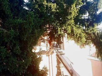 Taglio degli alberi alle ex scuderie, protesta dei cittadini