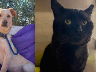 Animali domestici, l’appello di Giusy De Rosa di LEAL