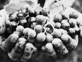 Fiera dei Vini 2025 a Piacenza Expo