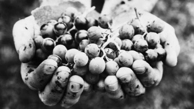 Fiera dei Vini 2025 a Piacenza Expo
