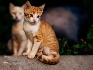 LNDC Animal Protection lancia anche a Piacenza la campagna “Amici di quartiere” - AUDIO